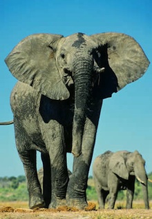 A majestic elephant greets safari participants.