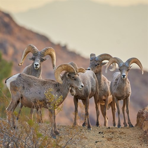 Bighorn Sheep