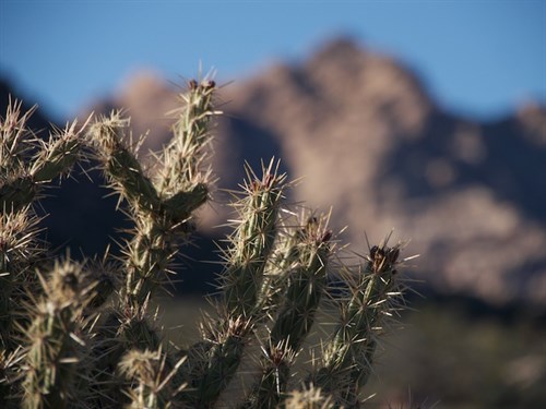 Cholla Cacti