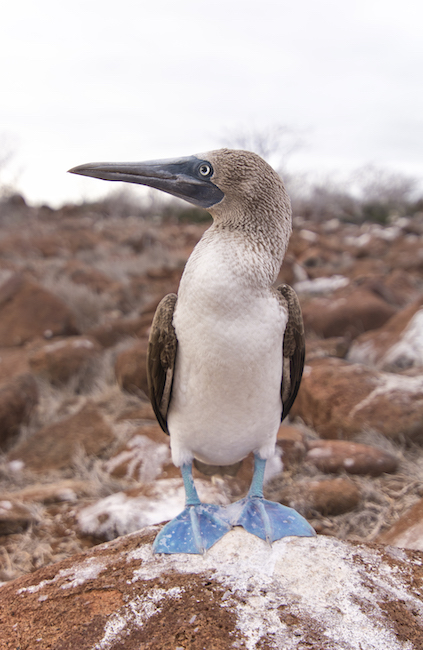 Galapagos Bird