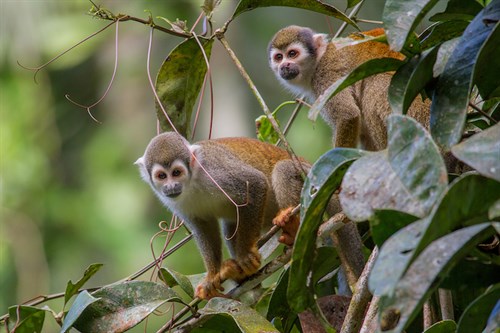 Monkey Amazon Rainforest