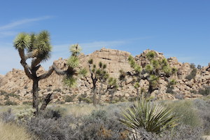 Guided Rock Climbing at Joshua Tree, CA