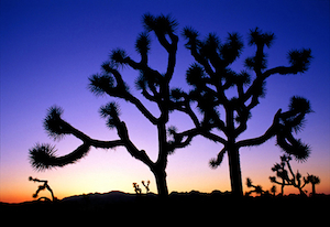 A winter sunset in Joshua Tree.