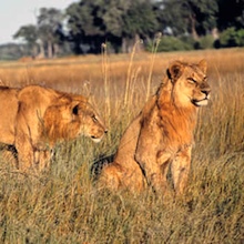 Safari - Lionesses keeping watch over the African plains.