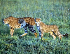 Safari - Leopards can be seen in the Serengeti.