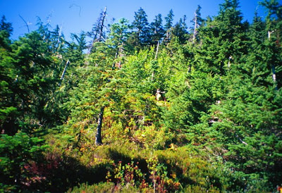The Cascade Bushwack Rating System 2 01 1