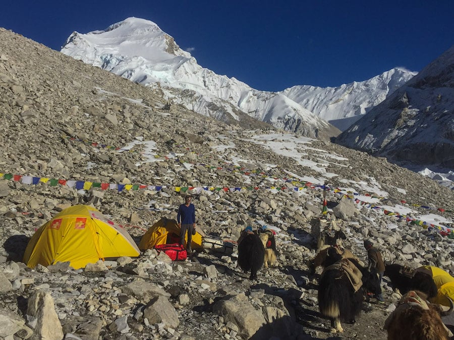 Yaks at Cho Oyu Base Camp.