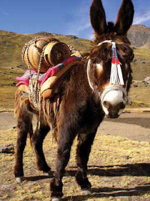 Dance Monkey Dance 1 BolivianBurro