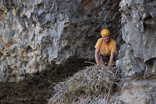 Golden Eagle Nest Work 1 DSC 4626small