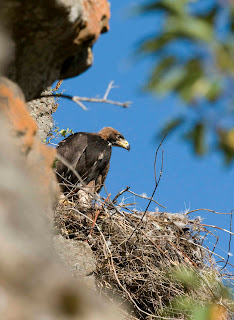 Golden Eagle Nest Work 2 DSC 4707small