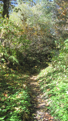 The East Baker Lake Trail 9 East Baker Lake 10