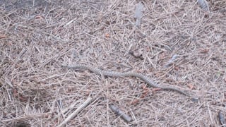 Snake Bites: First Aid and Prevention 1 IMG 2482