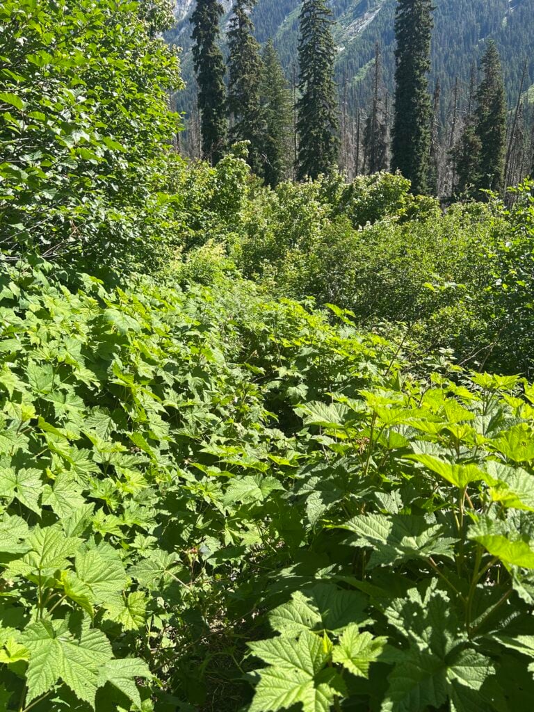 Overgrown Trail