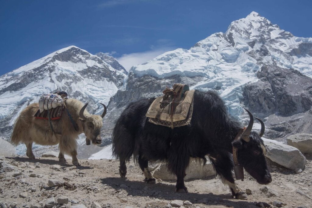 Yaks in the Everest Region