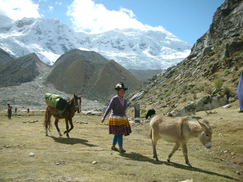 Peru Donkeys