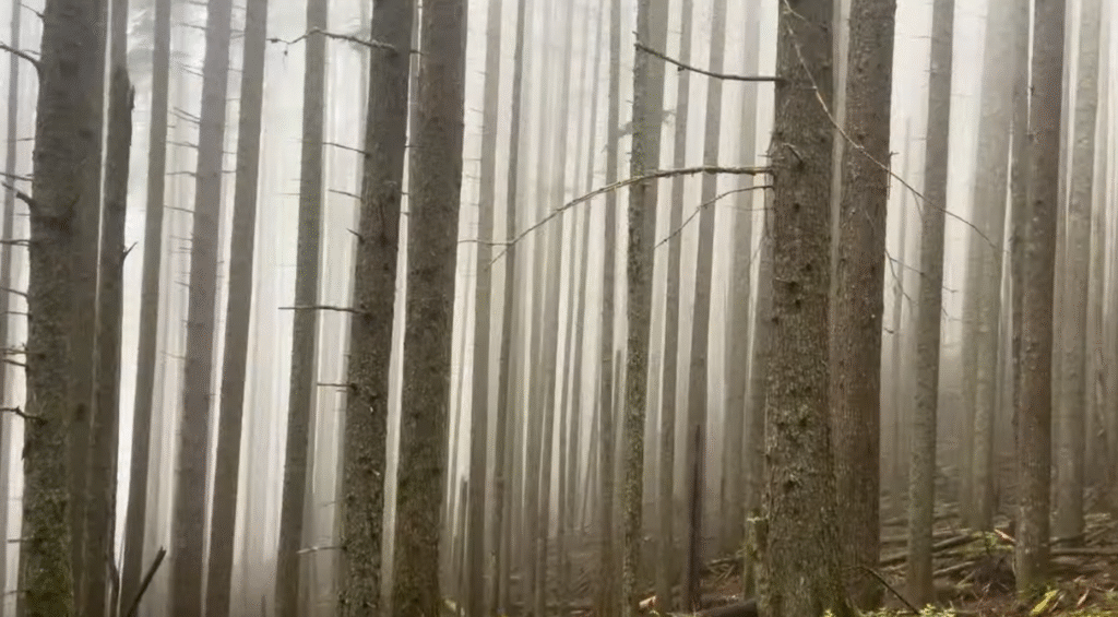 Cloud Forest
