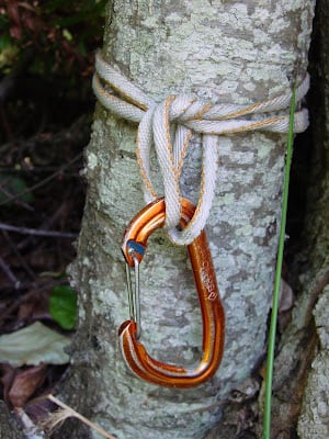 Tied Off Tree