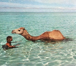 Book Review: Tracks by Robyn Davidson 2 Tracks Camel