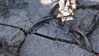 Natural Anchors 1 Tree in Crack 1
