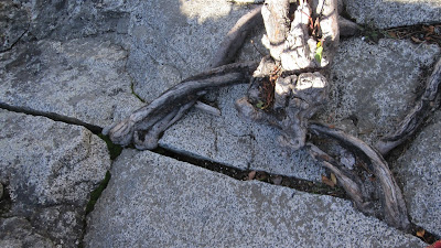 Tree in Crack