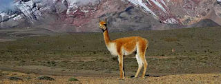 Vicuna