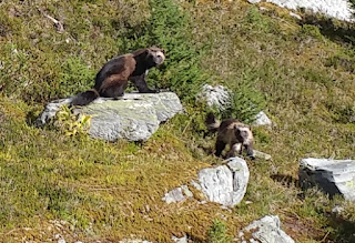 Wolverines Zoomed in