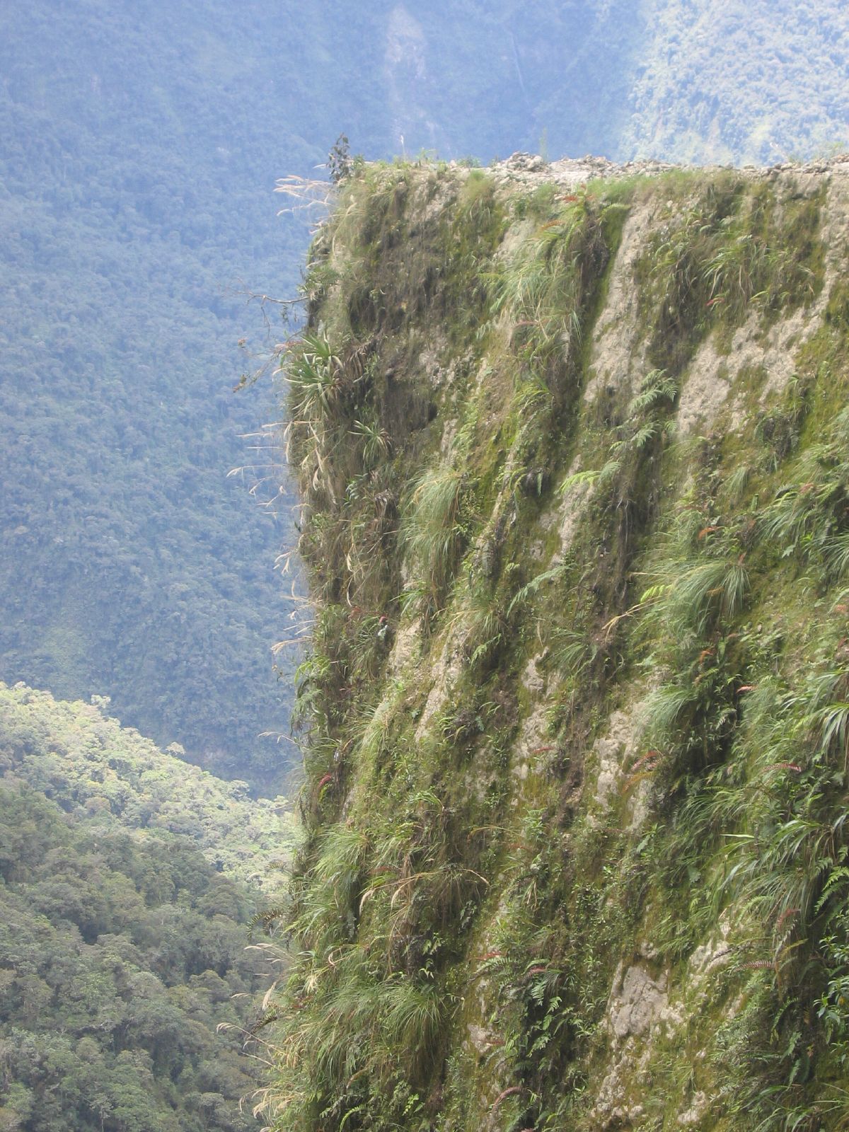 Bolivia Part 3 - 8/8-11 - Dispatch #14 1 Yungas cerca de Coroico Bolivia