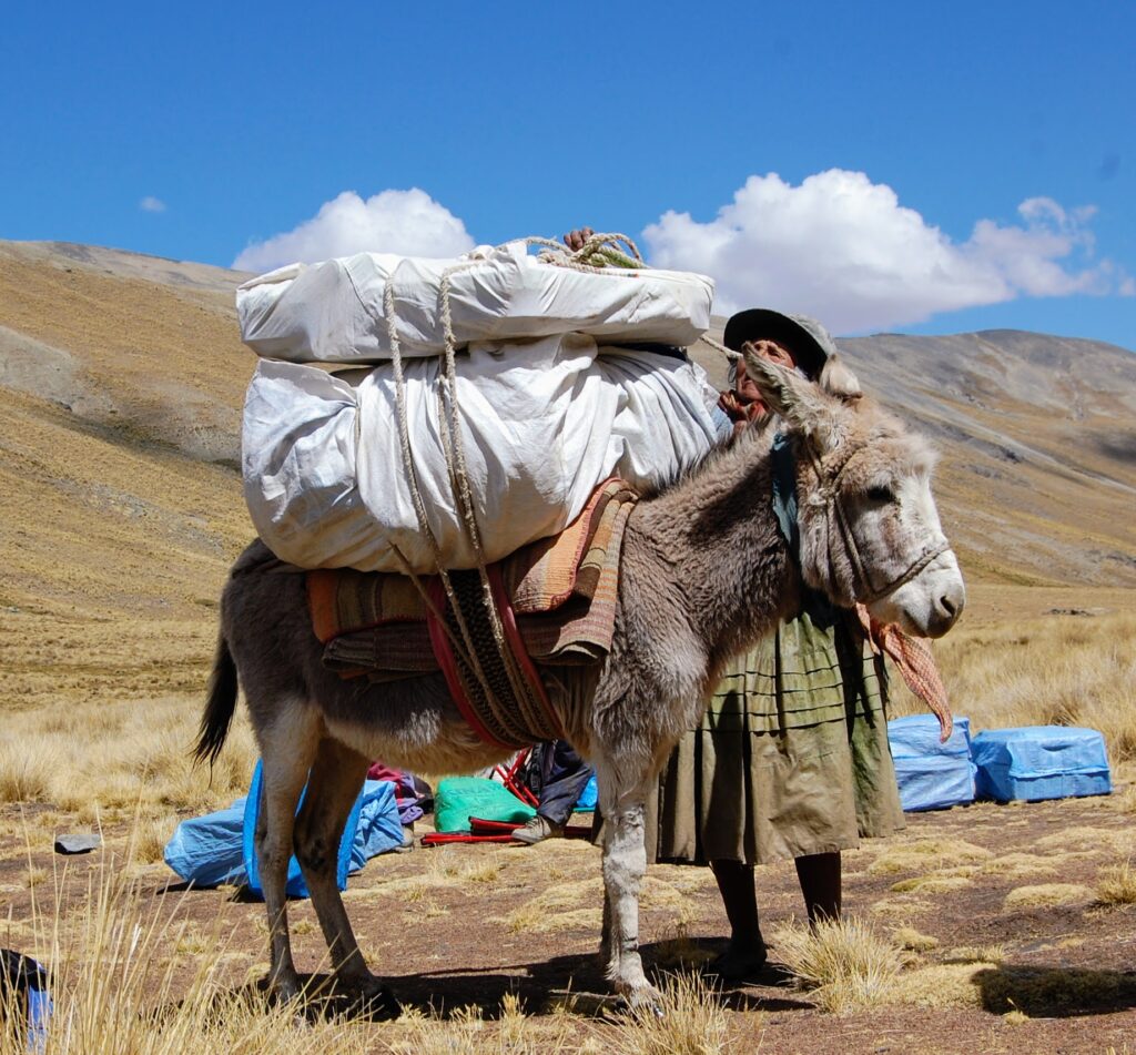 Aymara Woman Unloading Donkey at Camp