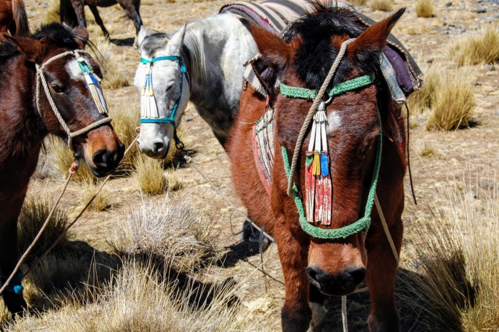 Meeting our Horses at Laguna Khotia