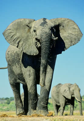 Elephants