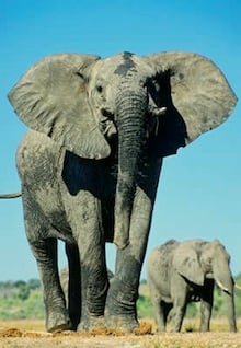 A majestic elephant greets safari participants.