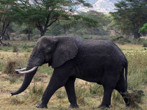 Meandering Elephant