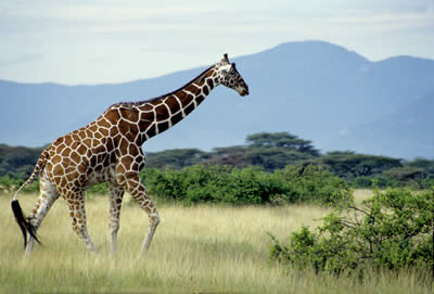 Reticulated Giraffe