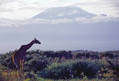 The beautiful African plain