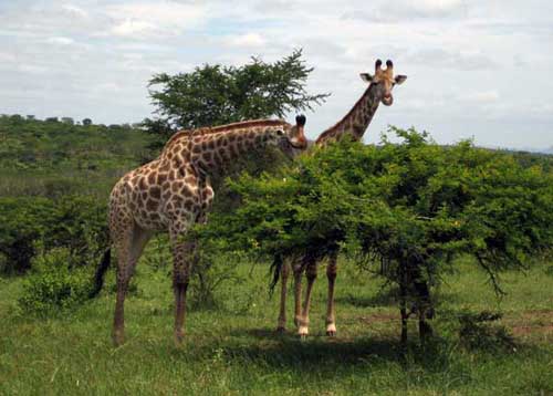 Giraffes near the Ngorongoro Crater