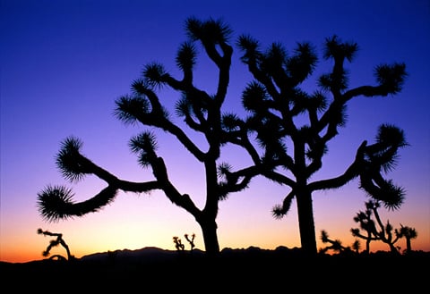 Joshua Tree sunset