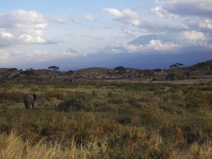 Elephant sighting while on Safari