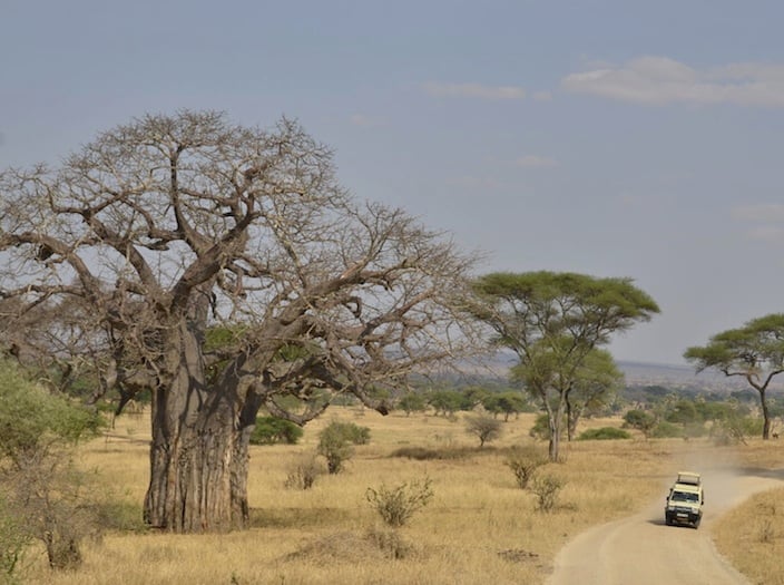 Safari road