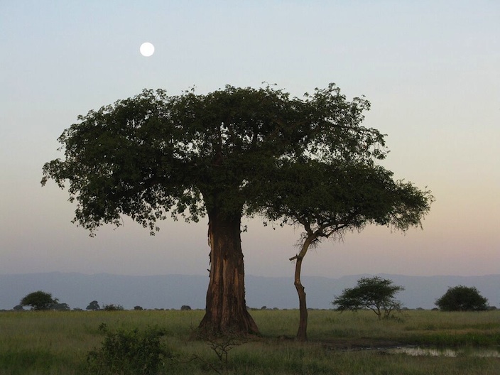 sunrise on safari
