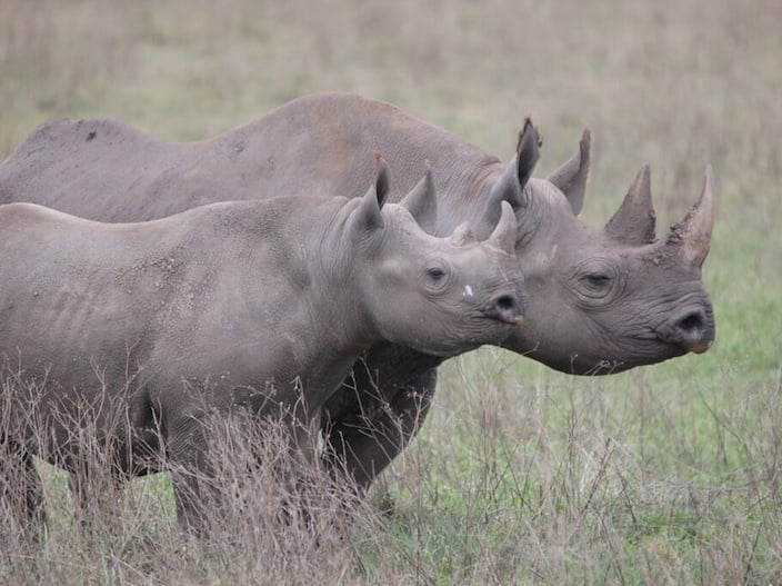 Rhino sighting