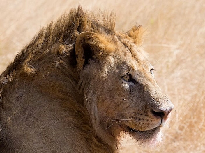 Lion