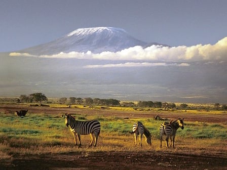 Zebras and Kilimanjaro