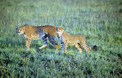Tanzania Safari 2 Safari - Leopards can be seen in the Serengeti.