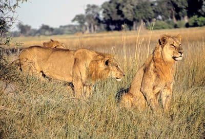 Lions on the African plain