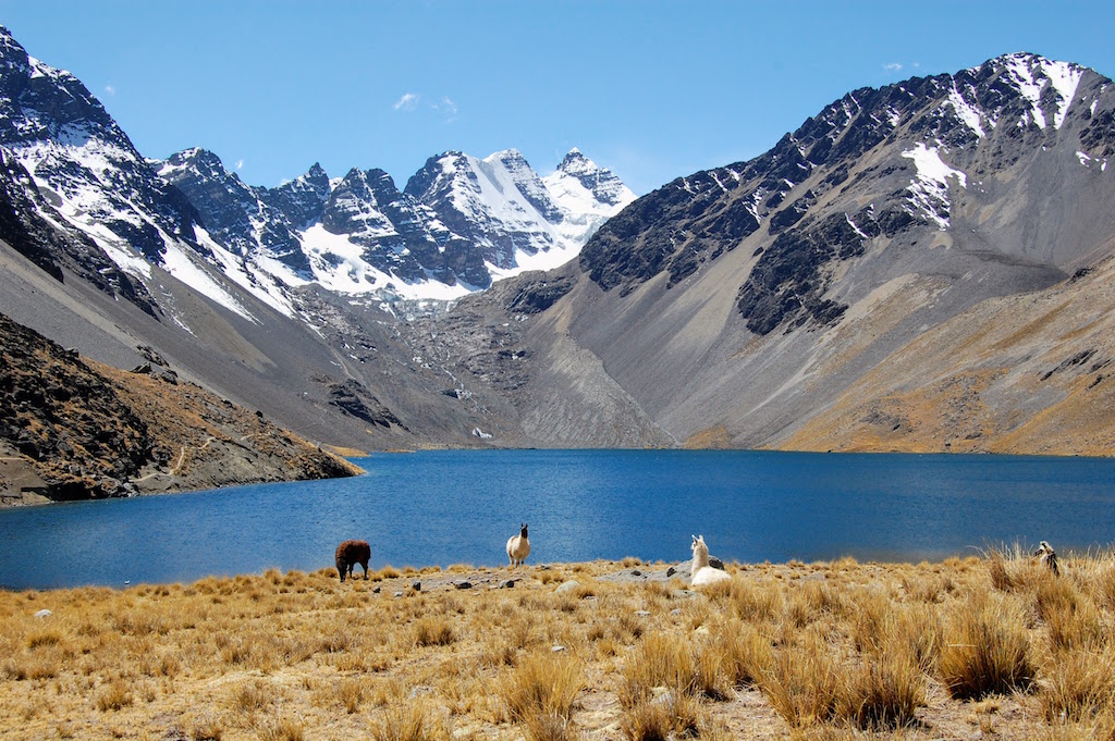 Llamas Basking in the Sun at Laguna Juri Khota