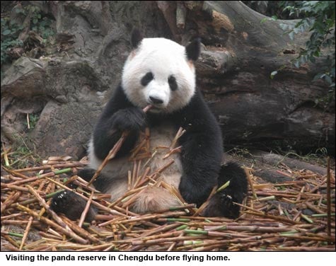 pandas
