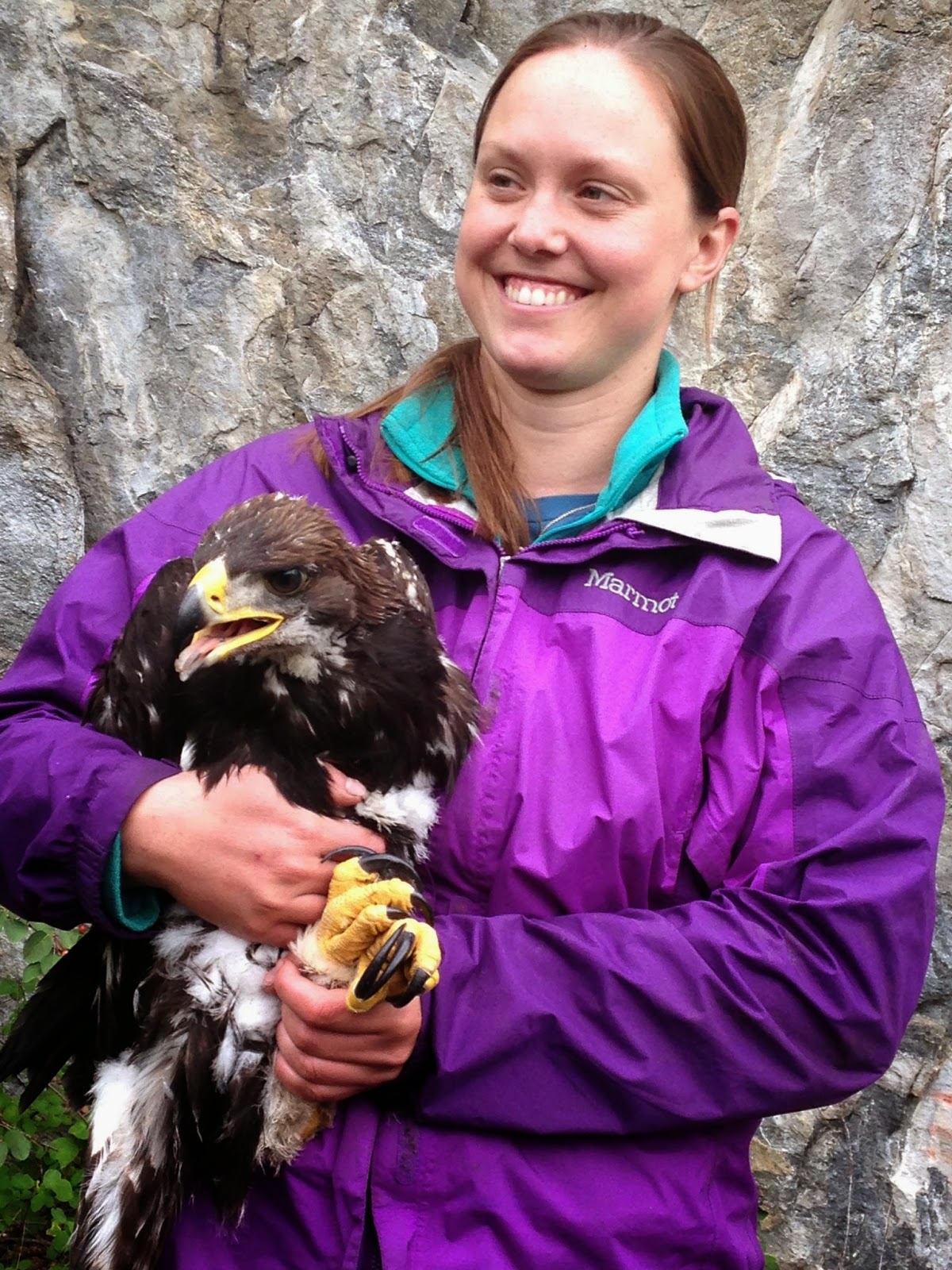 AAI Guide and Program Coordinator Help With Washington Golden Eagle Study 10 photo 1
