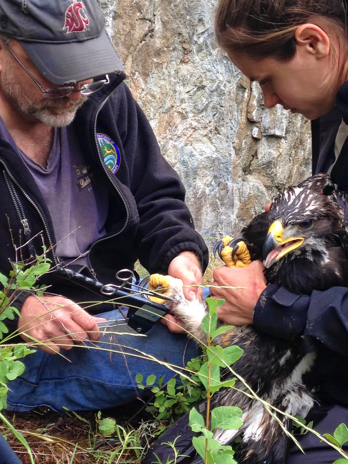 AAI Guide and Program Coordinator Help With Washington Golden Eagle Study 6 photo 2