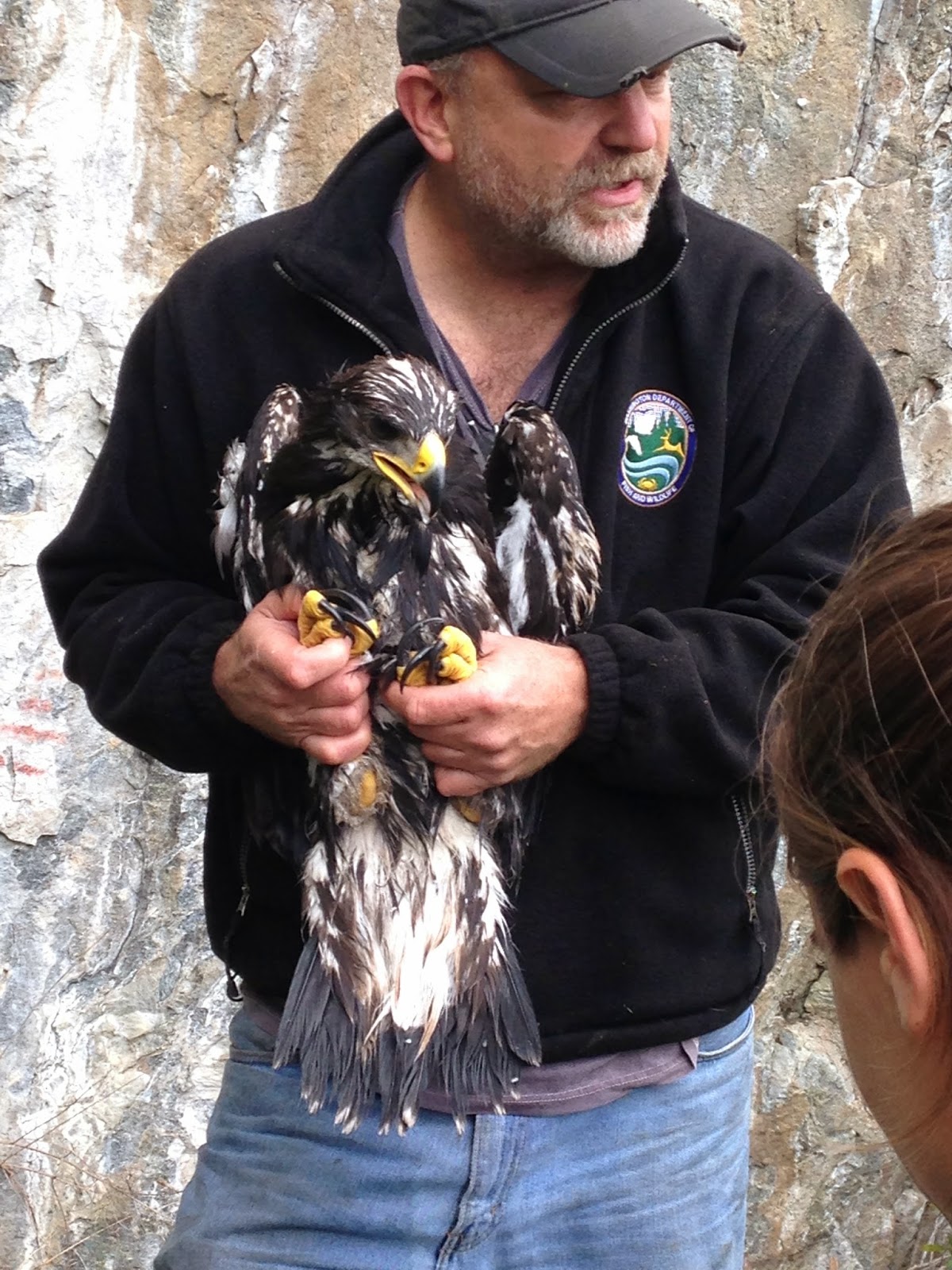 AAI Guide and Program Coordinator Help With Washington Golden Eagle Study 5 photo 3
