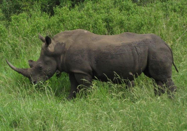 Black Rhino